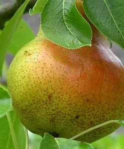 Future Forests Fruit Pear Williams' Bon Chrétien