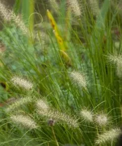 Future Forests Pennisetum Alopecuroides Hameln More