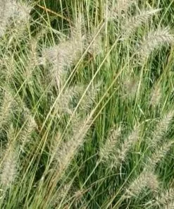 Future Forests Pennisetum Alopecuroides Hameln More