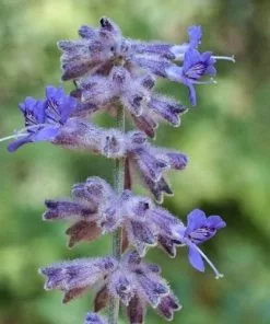 Future Forests Shrubs Perovskia Atriplicifolia Blue Spire