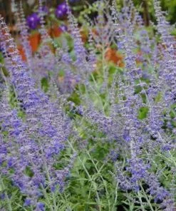 Future Forests Shrubs Perovskia Atriplicifolia Blue Spire