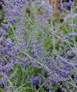 Future Forests Shrubs Perovskia Atriplicifolia Blue Spire