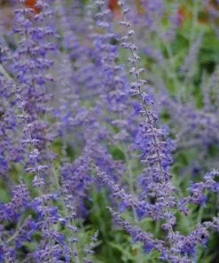 Future Forests Shrubs Perovskia Atriplicifolia Blue Spire
