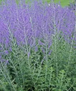 Future Forests Shrubs Perovskia Atriplicifolia Blue Spire
