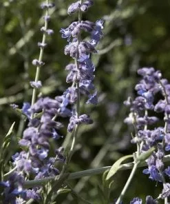 Future Forests Shrubs Perovskia Atriplicifolia Blue Spire
