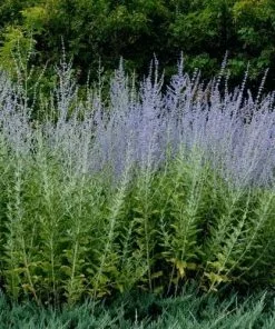 Future Forests Shrubs Perovskia Atriplicifolia Blue Spire