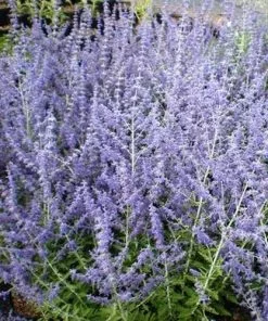 Future Forests Shrubs Perovskia Atriplicifolia Blue Spire