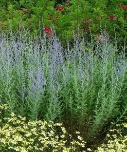 Future Forests Perovskia Little Spire Shrubs