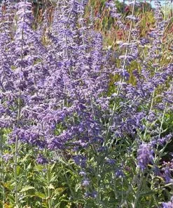 Future Forests Perovskia Little Spire Shrubs