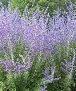 Future Forests Perovskia Little Spire Shrubs
