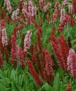Future Forests Persicaria Affinis Darjeeling Red AGM More