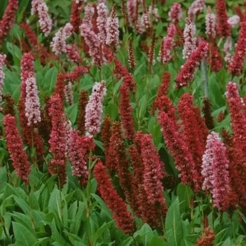 Future Forests Persicaria Affinis Darjeeling Red AGM More 3 Future Forests Persicaria Affinis Darjeeling Red AGM More