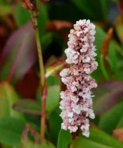 Future Forests Persicaria Affinis Darjeeling Red AGM More
