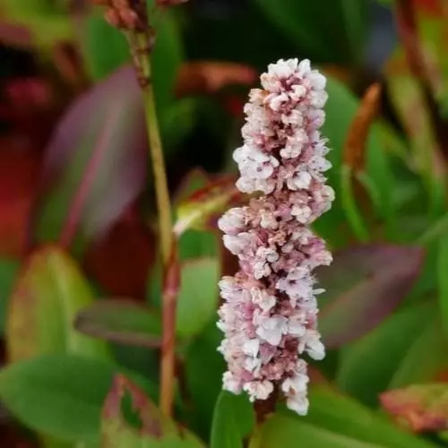 Future Forests Persicaria Affinis Darjeeling Red AGM More 4 Future Forests Persicaria Affinis Darjeeling Red AGM More