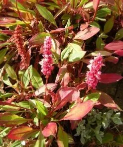 Future Forests Persicaria Affinis Darjeeling Red AGM More 7 Future Forests Persicaria Affinis Darjeeling Red AGM More