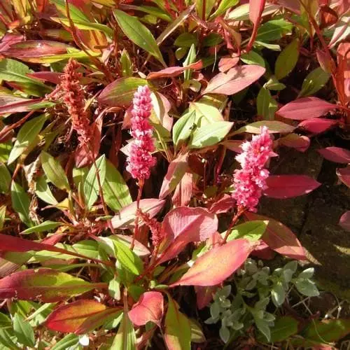 Future Forests Persicaria Affinis Darjeeling Red AGM More 5 Future Forests Persicaria Affinis Darjeeling Red AGM More