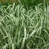 Future Forests Phalaris Arundinacea Var Picta