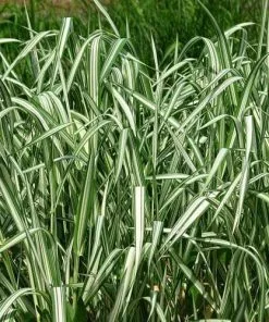 Future Forests Phalaris Arundinacea Var Picta