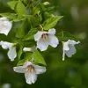 Future Forests Philadelphus Belle Etoile