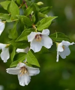Future Forests Philadelphus Belle Etoile
