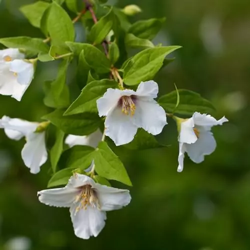 Future Forests Philadelphus Belle Etoile 3 Future Forests Philadelphus Belle Etoile