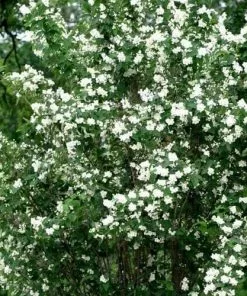 Future Forests Philadelphus Belle Etoile