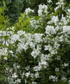 Future Forests Philadelphus Belle Etoile 7 Future Forests Philadelphus Belle Etoile