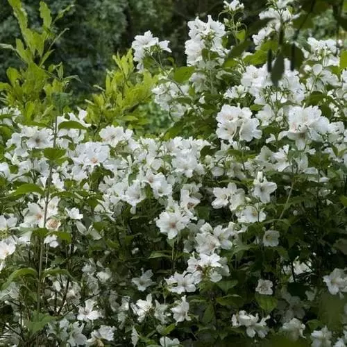 Future Forests Philadelphus Belle Etoile 5 Future Forests Philadelphus Belle Etoile