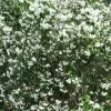 Future Forests Philadelphus Minnesota Snowflake