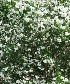 Future Forests Philadelphus Minnesota Snowflake