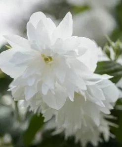 Future Forests Philadelphus Minnesota Snowflake 6 Future Forests Philadelphus Minnesota Snowflake
