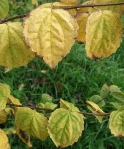 Future Forests Philadelphus Minnesota Snowflake 7 Future Forests Philadelphus Minnesota Snowflake