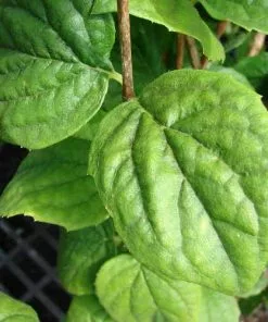 Future Forests Philadelphus Virginal Shrubs