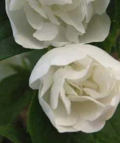 Future Forests Philadelphus Virginal Shrubs