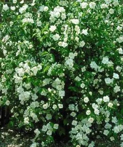 Future Forests Philadelphus Virginal Shrubs