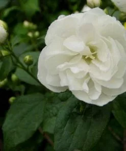 Future Forests Philadelphus Virginal Shrubs