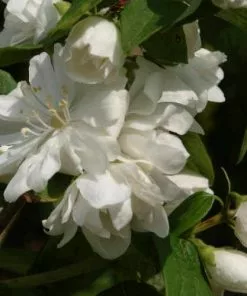 Future Forests Philadelphus Virginal Shrubs