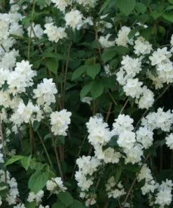 Future Forests Philadelphus Virginal Shrubs