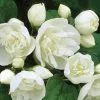 Future Forests Philadelphus Virginal Shrubs 2 Future Forests Philadelphus Virginal Shrubs