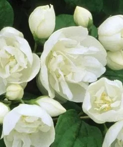 Future Forests Philadelphus Virginal Shrubs