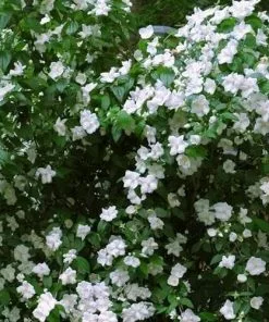 Future Forests Philadelphus Virginal Shrubs