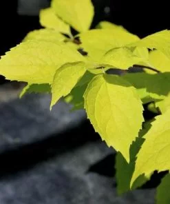 Future Forests Philadelphus Coronarius Aureus