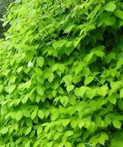 Future Forests Philadelphus Coronarius Aureus