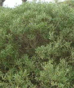 Future Forests Phillyrea Angustifolia