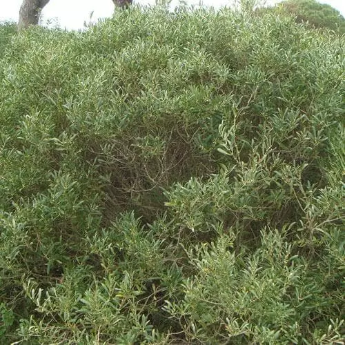 Future Forests Phillyrea Angustifolia 4 Future Forests Phillyrea Angustifolia