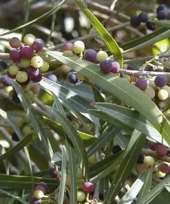 Future Forests Phillyrea Angustifolia