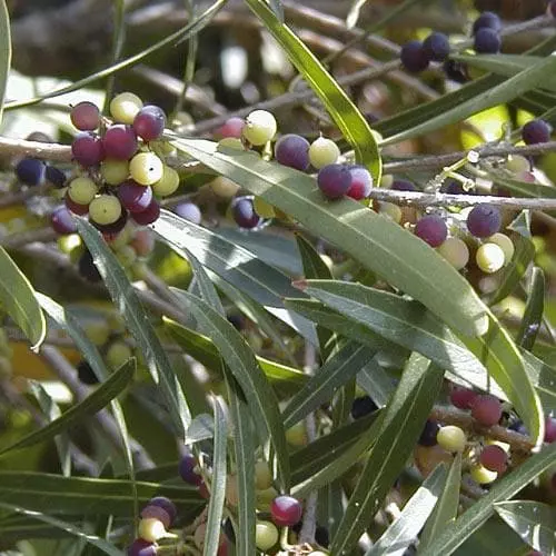 Future Forests Phillyrea Angustifolia 3 Future Forests Phillyrea Angustifolia