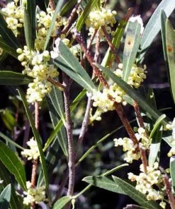 Future Forests Phillyrea Angustifolia 9 Future Forests Phillyrea Angustifolia