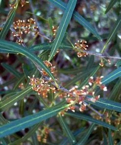 Future Forests Phillyrea Angustifolia 10 Future Forests Phillyrea Angustifolia