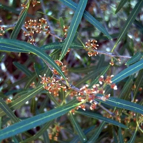 Future Forests Phillyrea Angustifolia 6 Future Forests Phillyrea Angustifolia